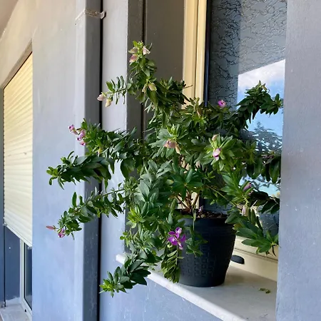 Flos Apartament *